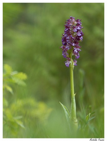 Orchis pourpre - Orchis purpurea